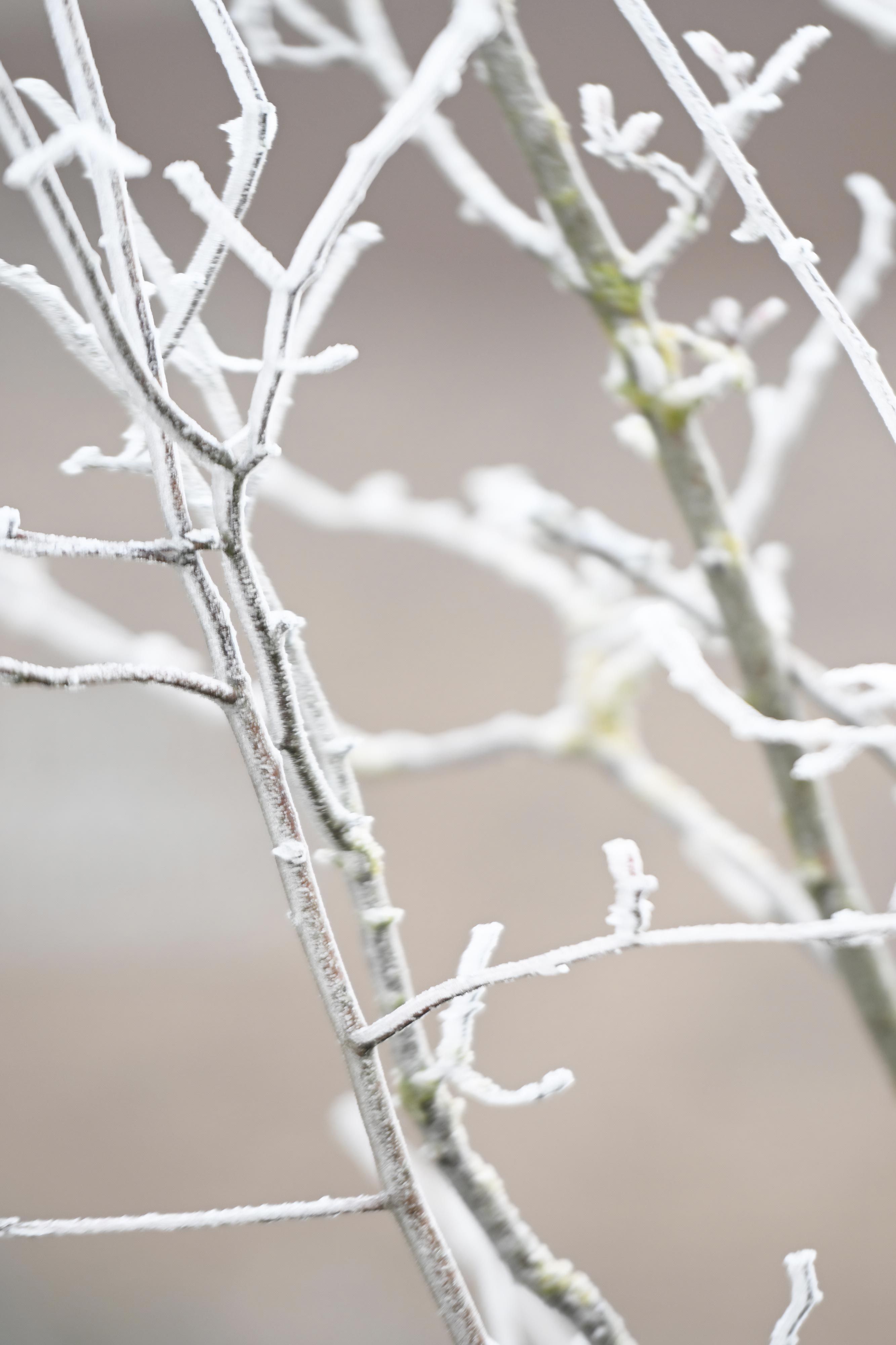 Christmas Memorial Service