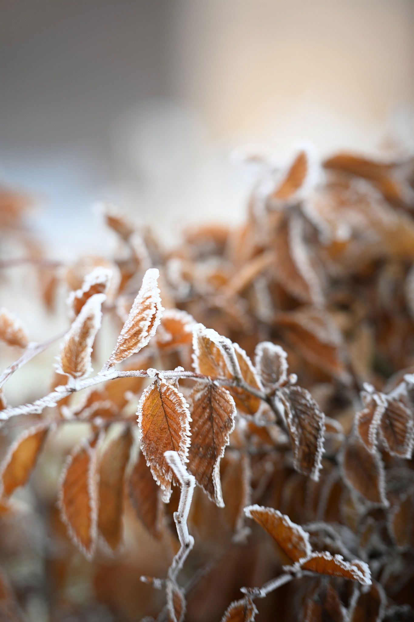 Memorial Service at Lea Fields Crematorium