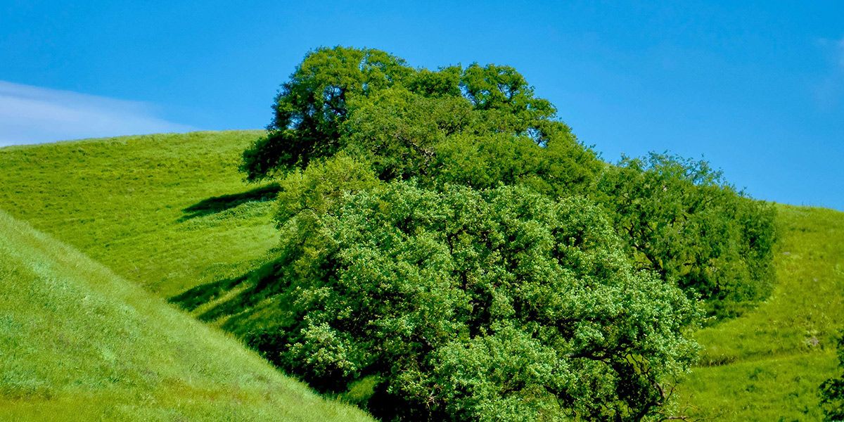 Read Father's Day Dedication News