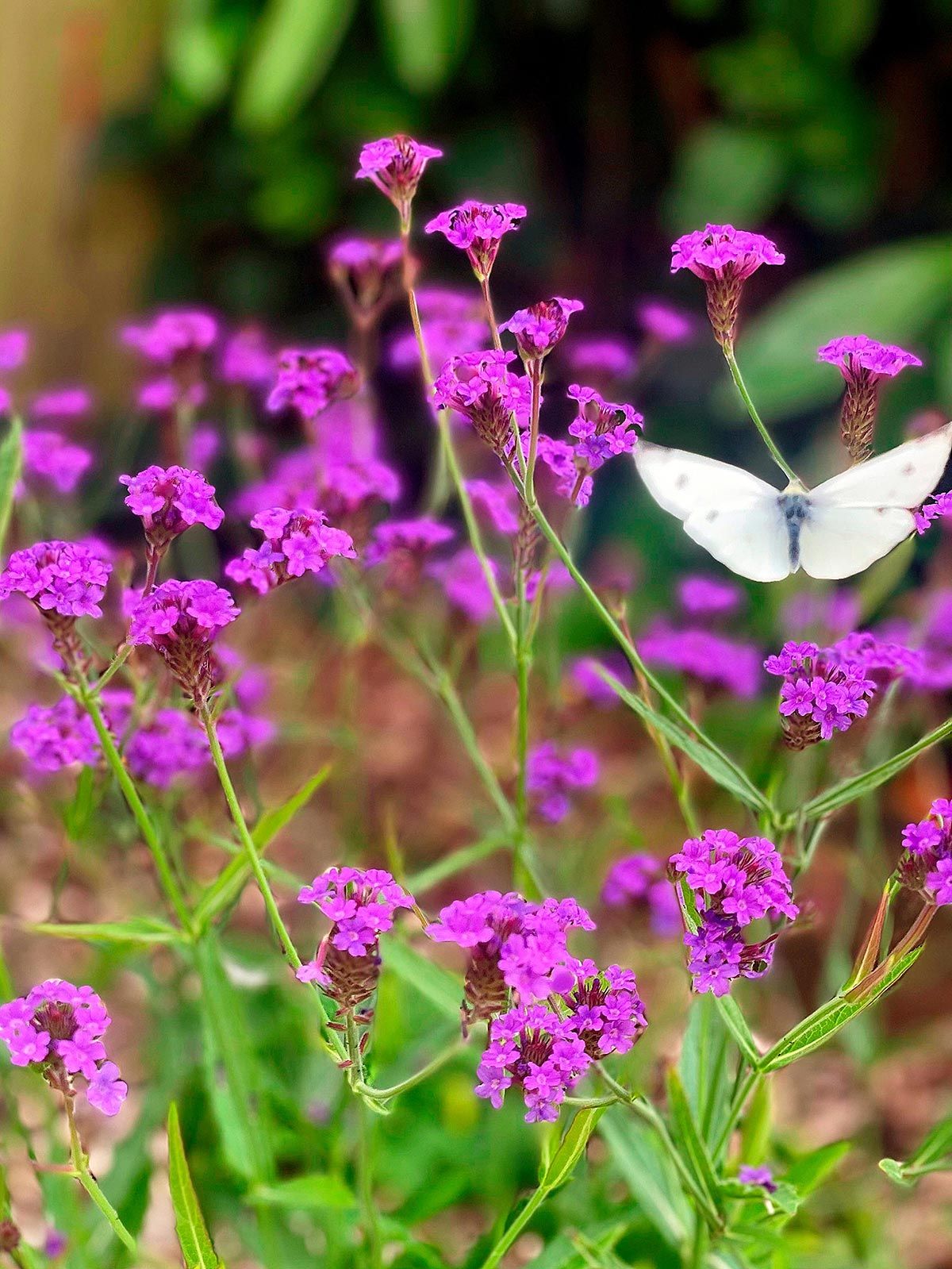 Saxilby Funeral Bereavement Gardens
