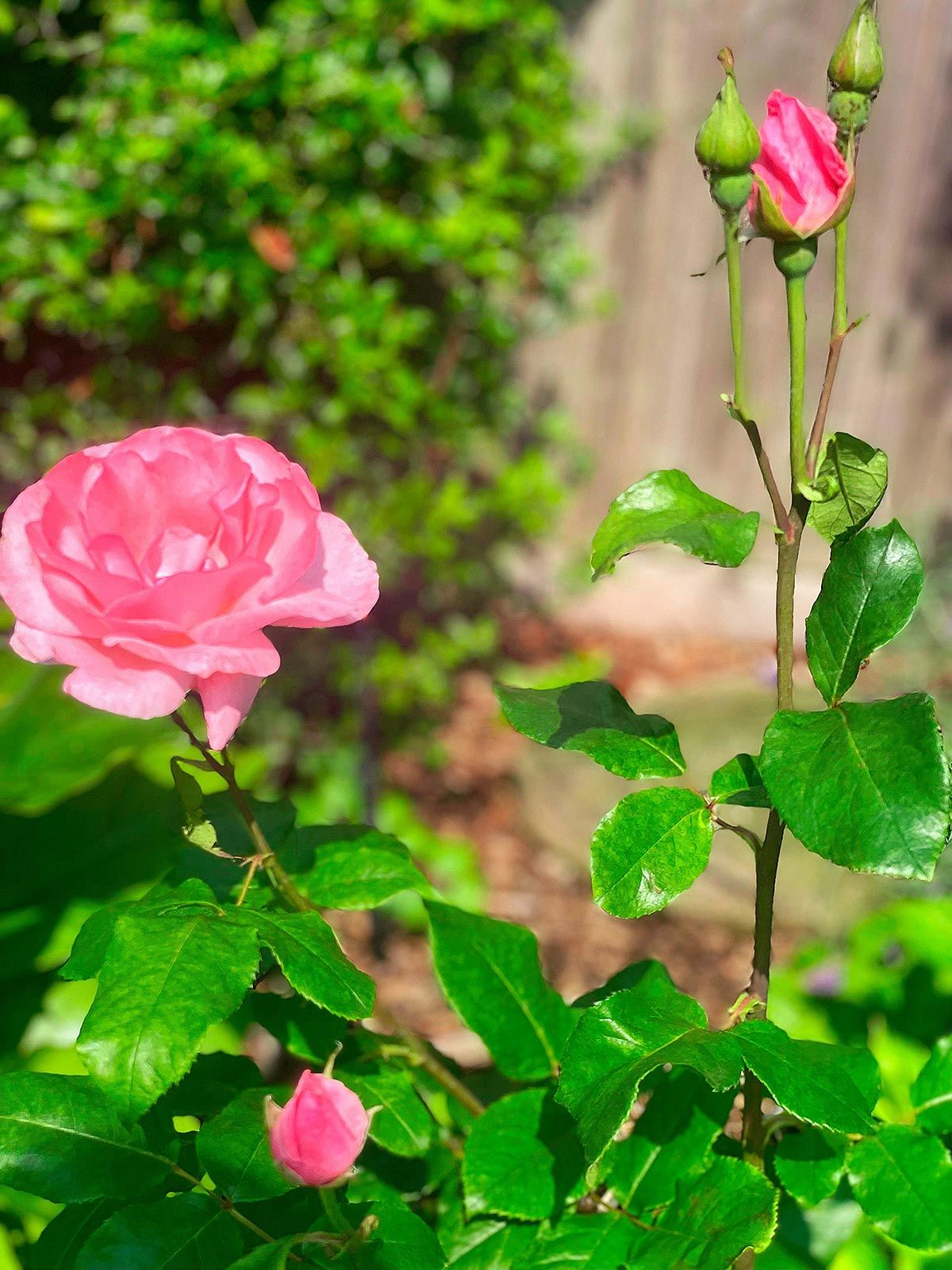 Saxilby Funeral Bereavement Gardens