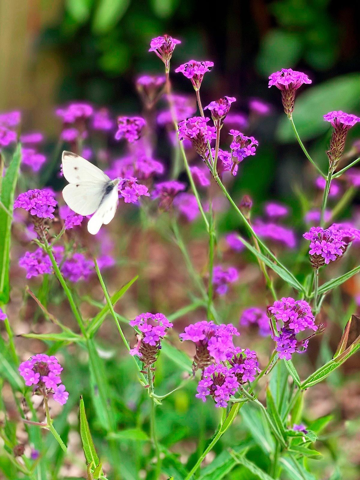 Saxilby Funeral Bereavement Gardens