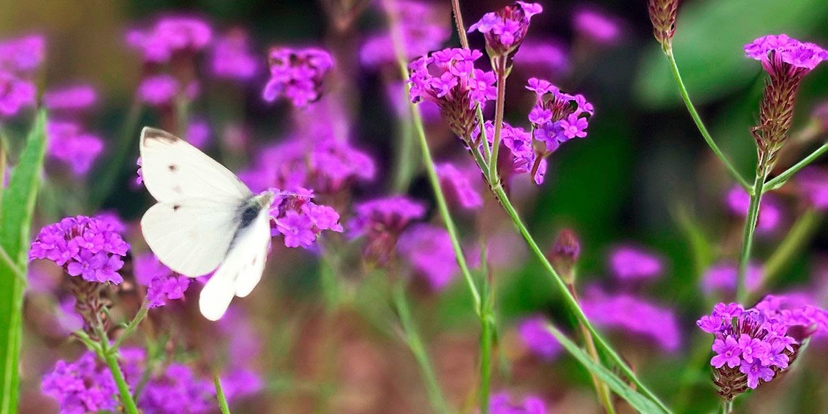 Read Saxilby Blooms News