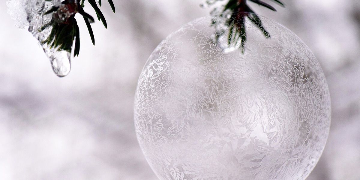 Read Memorial Tree News