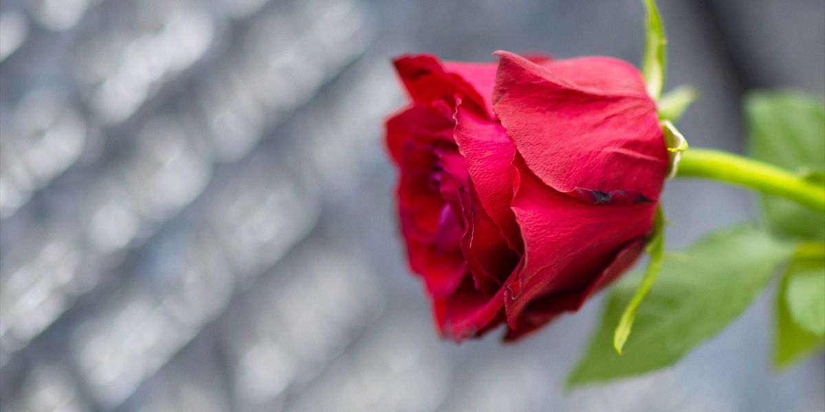 Read Cliff Bradley Memorials News