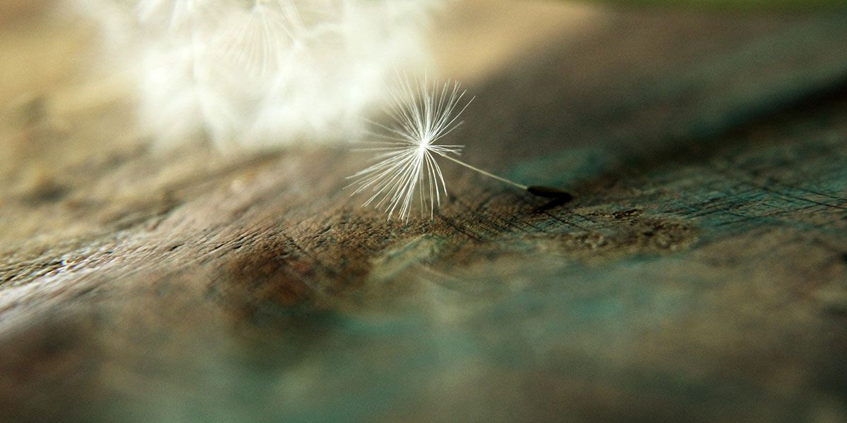 Read Father's Day Dedication News