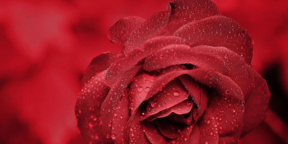 Floral Tributes for the Funeral Arrangements