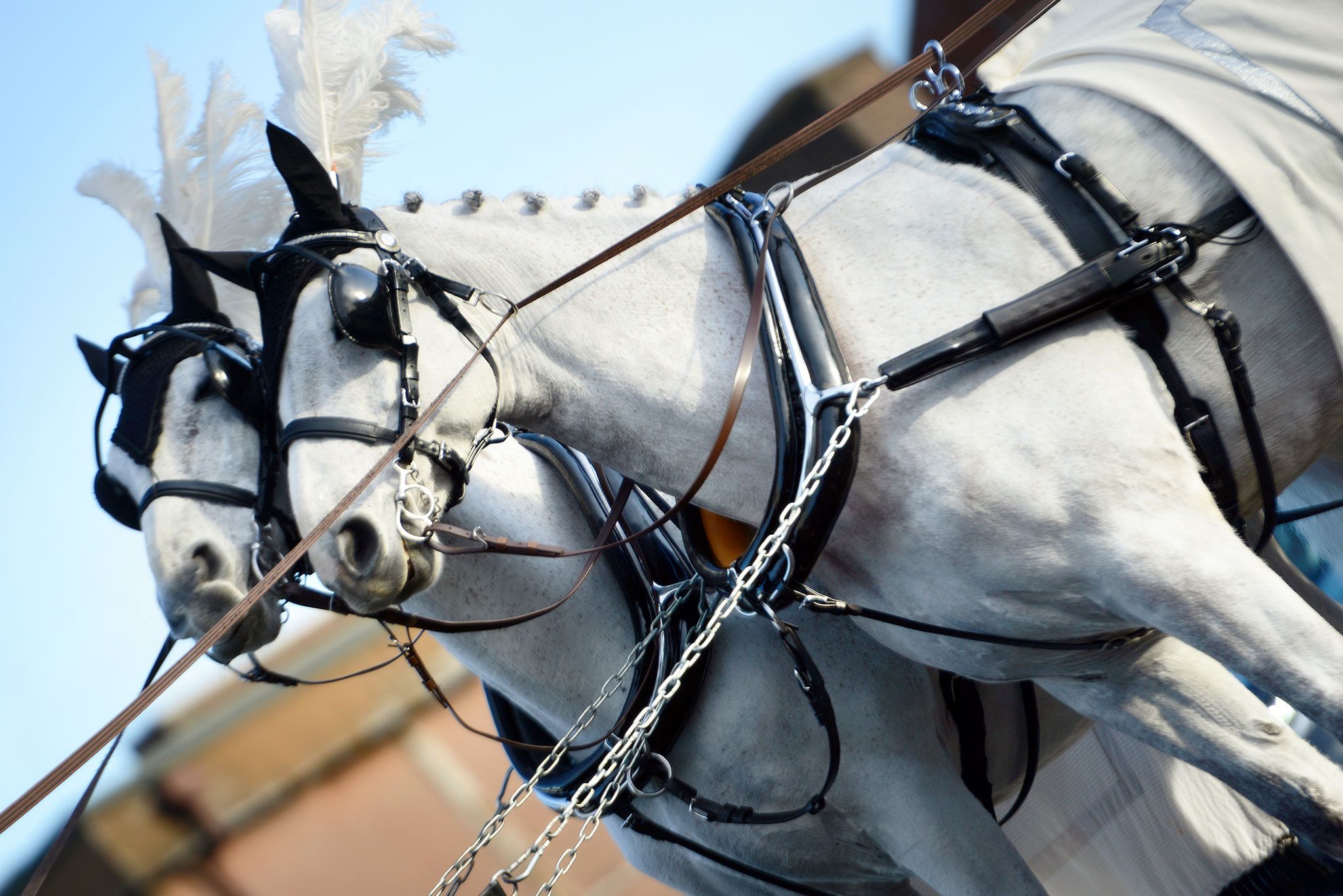 White Horses Being Prepared for the Horse Drawn Funeral