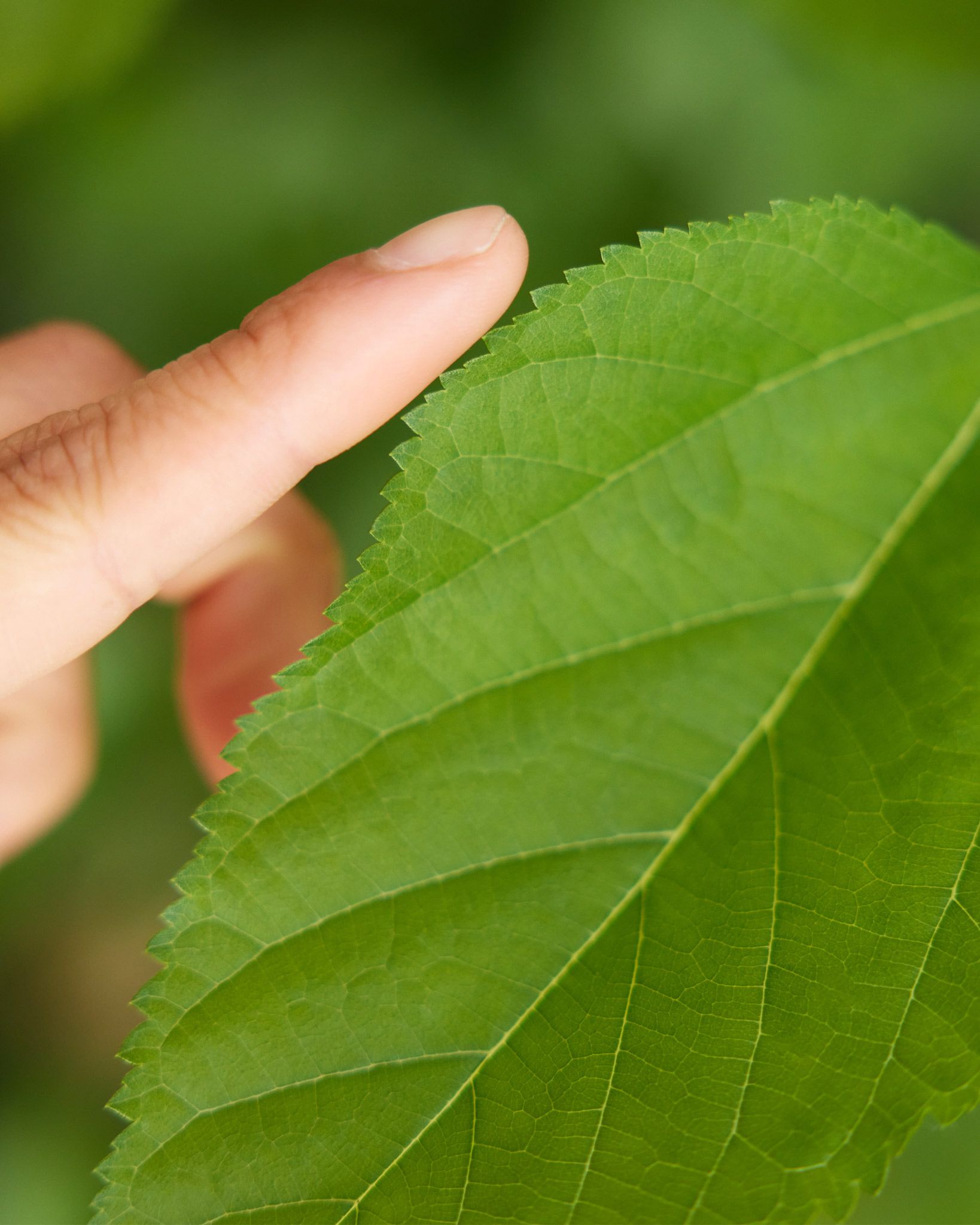 International Youth Day