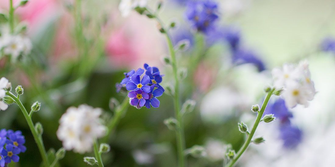 Read Mothering Sunday News