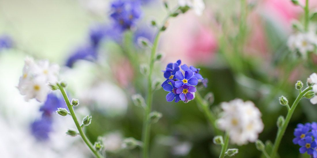 Read Mothering Sunday News