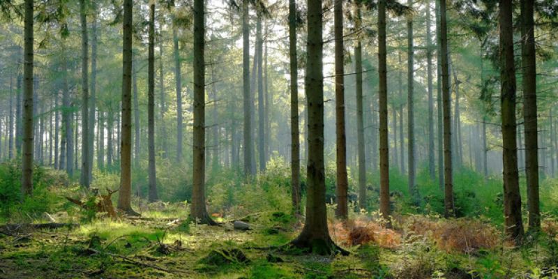 Sherwood Forest Crematorium